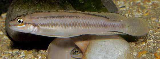 TELMATOCHROMIS BIFRENATUS